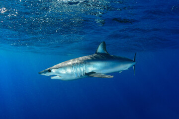 Shortfin makoshark in the blue of the ocean