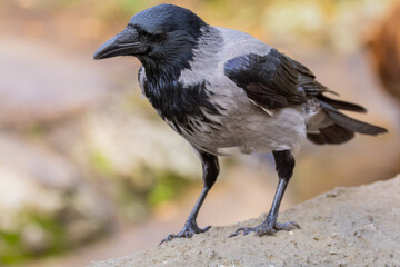 hooded crow Corvus cornix , hoodie or gray crow