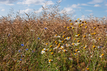 Fototapeta premium A field of yellow flowers with some blue flowers in the background