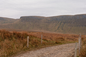 A dirt road winds through a field of tall grass