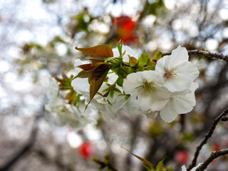 桜祭りの満開の桜