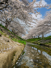春の小川