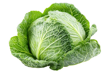 Obraz premium A single savoy cabbage with textured leaves on a dark backdrop on transparent background