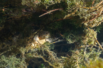 Loggerhead musk turtle hiding in aquatic vegetation