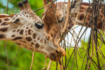 family of Giraffe Giraffa camelopardalis,with a baby. sticking out blue tongue