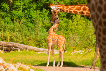family of Giraffe Giraffa camelopardalis,with a baby. sticking out blue tongue