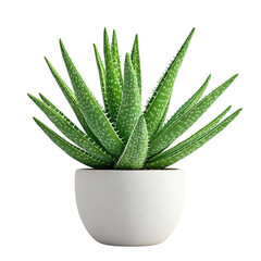 A 3D Potted Aloe Vera Plant with Thick Fleshy Leaves Isolated on Transparent Background
