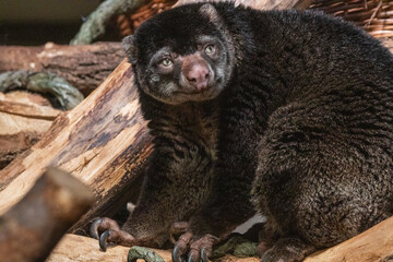 Bear cuscus, Phalanger Maculatus with baby on her back