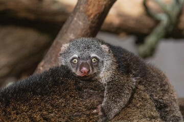 Bear cuscus, Phalanger Maculatus with baby on her back