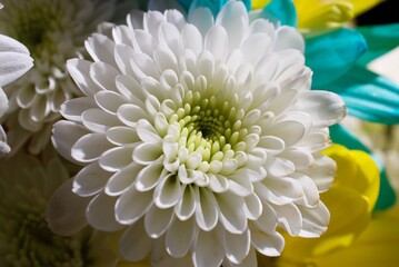 close up white chrysanthemum flower