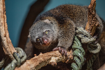 Bear cuscus, Phalanger Maculatus with baby on her back