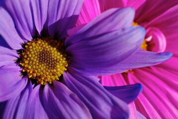 purple and pink daisies