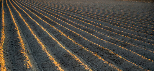 even furrows on a plowed field in the rays of the setting sun