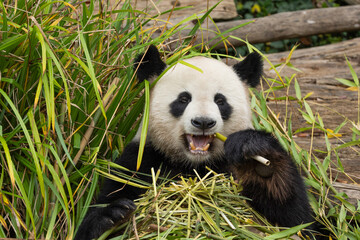 Fototapeta premium giant black and white panda is eating bamboo. Large animal closeup