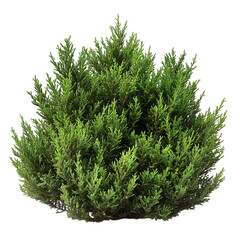 A Thick and Bushy Yew Shrub with Dark Green Needles Isolated on Transparent Background