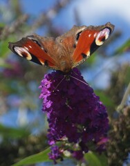 Schmetterlinge auf einem Sommerflieder 