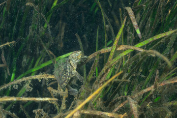Loggerhead musk turtle in a grassy natural spring