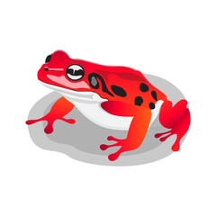 red poisonous frog vector illustration