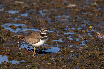 Killdeer in a muddy mudflat