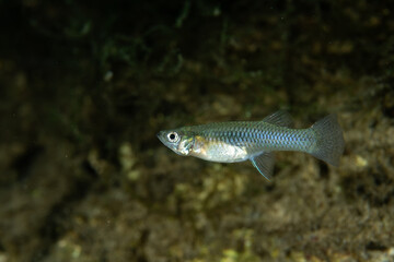 Eastern mosquitofish in natural spring