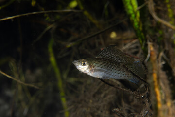 Male sailfin molly raising fin