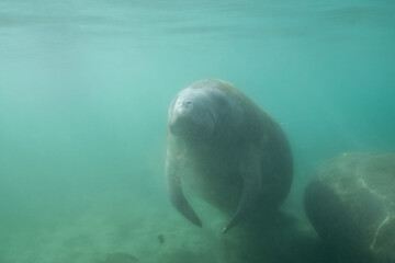 Naklejka premium Manatee swimming in a sunny spring