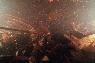 Spotted salamander underwater in vernal pool