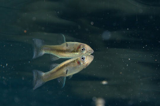 Eastern mosquitofish at the top of natuiral spring