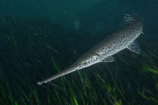 Longnose gar over grassy river