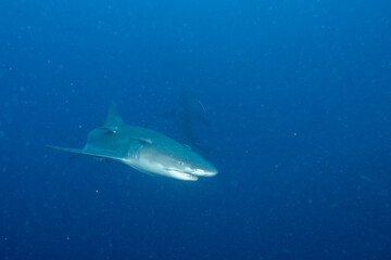 Lemon shark swimming in blue ocean
