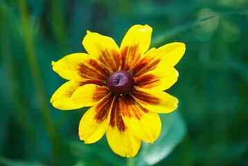 close up yellow wildflower, black-eyed susan