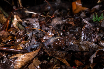 Jeffersons salamander on leafy forest floor