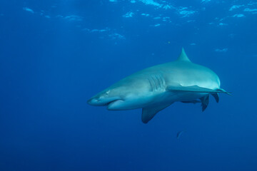 Lemon shark swimming in blue ocean