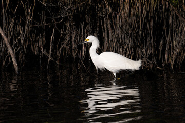 Snowy Egret in dark marsh