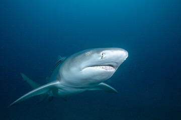 Naklejka premium Lemon shark swimming over ocean floor