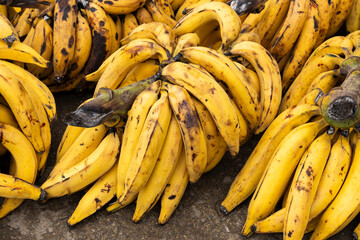 Bunches of ripe plantain in the Colombian peasant market square - Musa x paradisiaca.