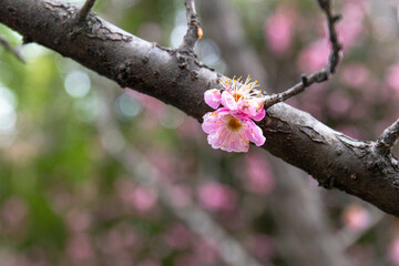 Close up Beuatiful Pink Plum Blossom in China