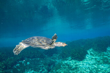 Obraz premium Florida softshell turtle swimming underwater