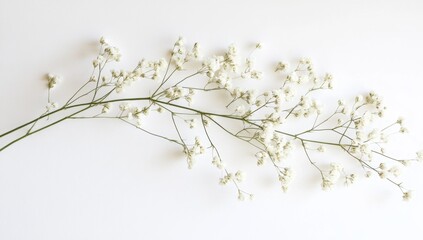 Delicate, small white flowers on a light green stem.  Soft, airy, and minimalist arrangement