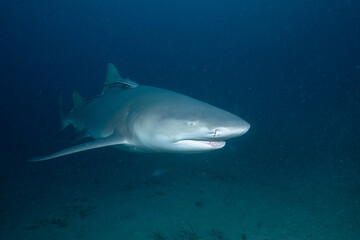 Fototapeta premium Lemon shark swimming over ocean floor