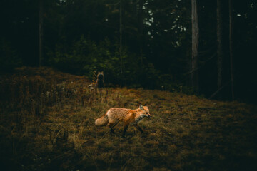 Two Foxes Resting in a Misty Woodland Clearing Among Tall Pine Trees in Mount Rainier National Park in Washington State, USA