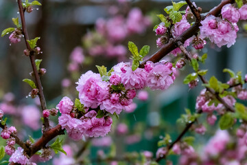 Snow that fell in mid-spring on blooming sakura. Snowflakes melt and turn into drops of water on terry, soft pink flowers.
