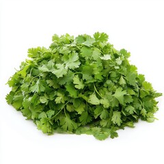 Obraz premium A fresh pile of cilantro leaves isolated on a white background, vibrant and healthy looking herbs isolated on white background