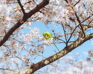 Parakeet in a blooming tree