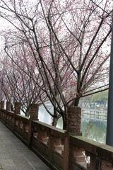 Tourist Attraction in Chengdu, Wangjiang Pavillion Park, This Photo is Taken on February 2025,...