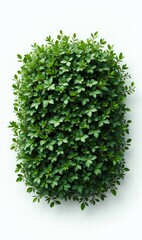 Obraz premium A vibrant, lush green wall of foliage, perfect for eco-friendly designs and backgrounds in sustainability, interior design, and nature-themed projects.