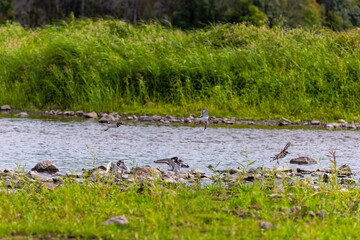 Flock of the killdeer (Charadrius vociferus) The killdeer is a large plover found in the Americas.