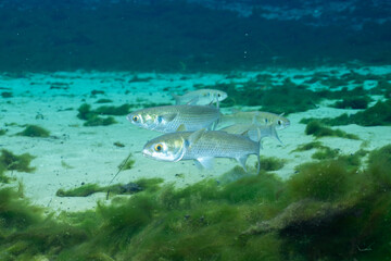 Striped mullet in Florida Spring