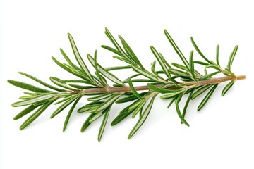 Fototapeta premium Fresh Rosemary Sprig