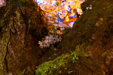 Cherry Blossoms at the WU